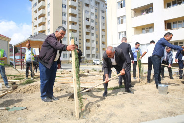 Xocəsən qəsəbəsi, Cökəli küçəsində şəhid və qazi ailələri üçün nəzərdə tutulmuş yaşayış kompleksinin ərazisində ağacəkmə aksiyası 26.09.2024