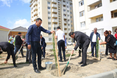 Xocəsən qəsəbəsi, Cökəli küçəsində şəhid və qazi ailələri üçün nəzərdə tutulmuş yaşayış kompleksinin ərazisində ağacəkmə aksiyası 26.09.2024