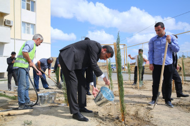 Xocəsən qəsəbəsi, Cökəli küçəsində şəhid və qazi ailələri üçün nəzərdə tutulmuş yaşayış kompleksinin ərazisində ağacəkmə aksiyası 26.09.2024