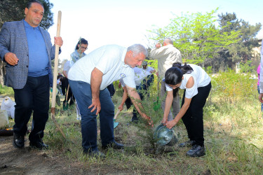 Binəqədi Rayon İcra Hakimiyyətinin və Biləcəri bələdiyyəsinin birgə təşkilatçılığı ilə ağacəkmə aksiyası 27.04.2024