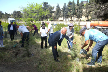 Binəqədi Rayon İcra Hakimiyyətinin və Biləcəri bələdiyyəsinin birgə təşkilatçılığı ilə ağacəkmə aksiyası 27.04.2024