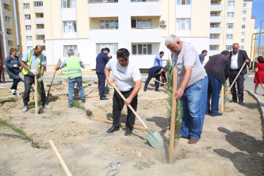 Xocəsən qəsəbəsi, Cökəli küçəsində şəhid və qazi ailələri üçün nəzərdə tutulmuş yaşayış kompleksinin ərazisində ağacəkmə aksiyası 26.09.2024