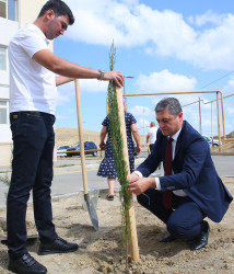 Xocəsən qəsəbəsi, Cökəli küçəsində şəhid və qazi ailələri üçün nəzərdə tutulmuş yaşayış kompleksinin ərazisində ağacəkmə aksiyası 26.09.2024